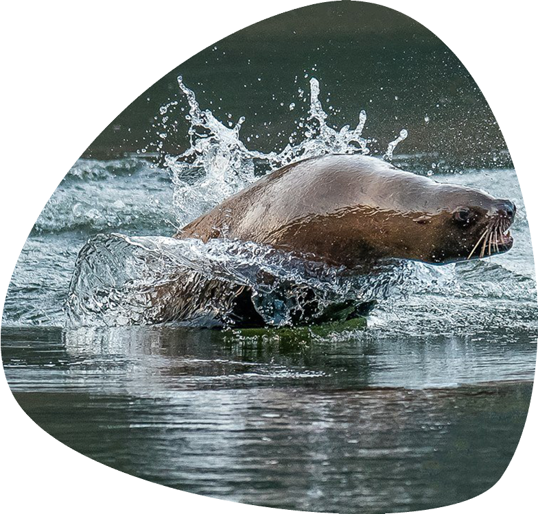 Sea Lions and Whales